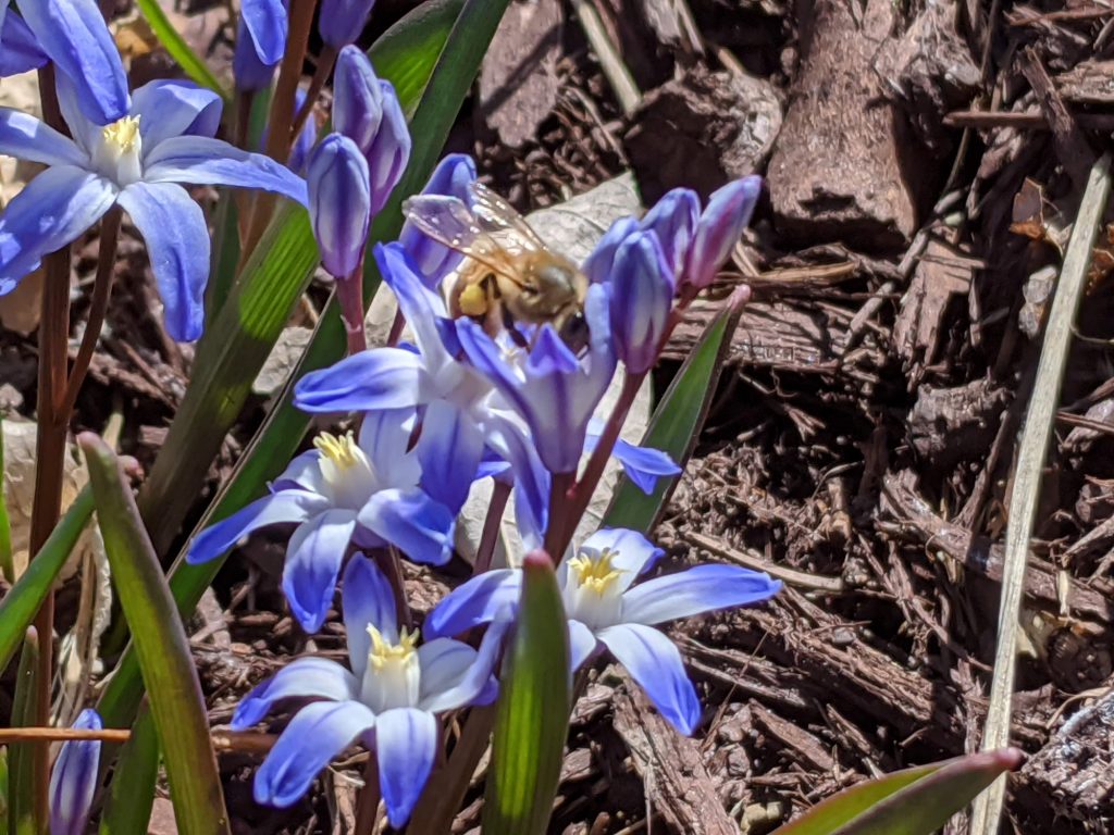 Top Ten Early Spring Blooming Plants for Pollinators Colorado Garden