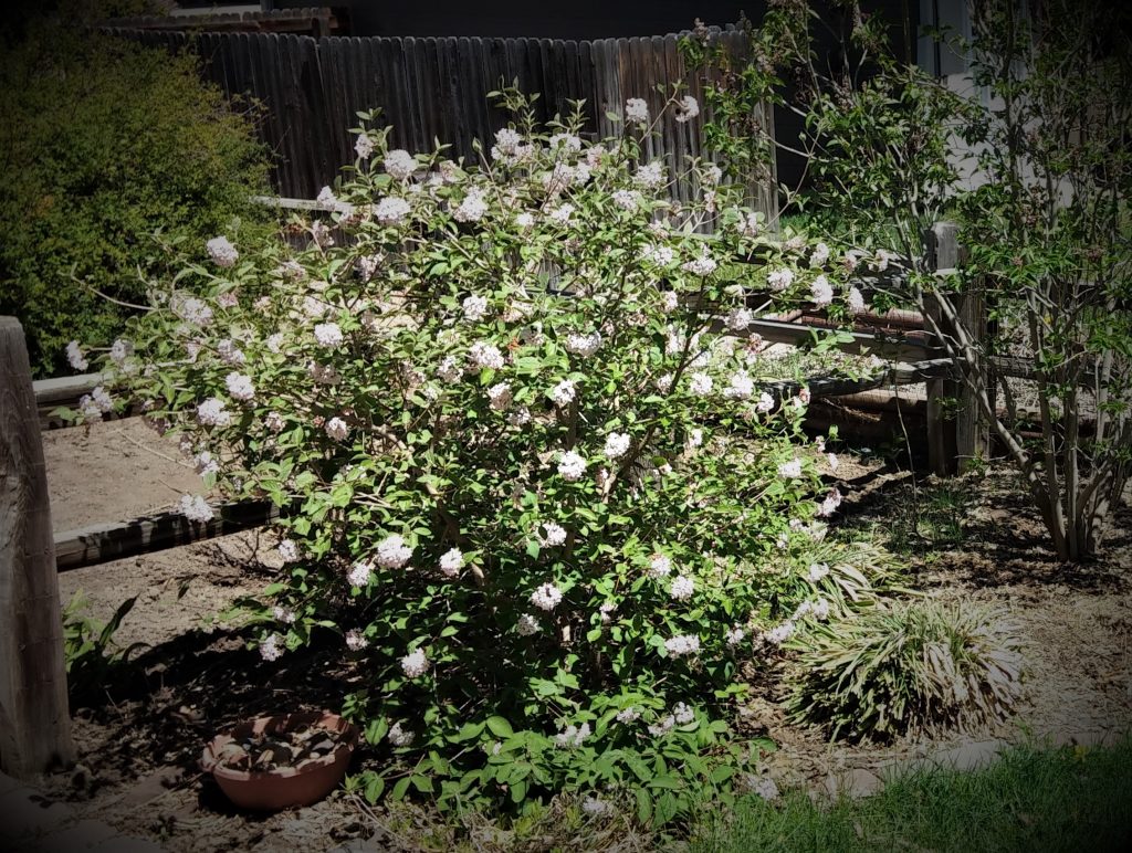 korean-spice-viburnum-viburnum-carlesii-colorado-garden-design